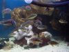 my cichlids 001.JPG