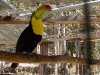 toucan.jpg