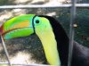toucan2.jpg