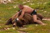 FedorKOBear-Bulletproof.jpg