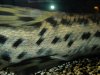 DSC01950.JPG