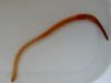 WORM.jpg