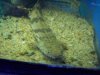 community tank 014.jpg