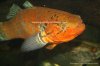 redgoby.jpg