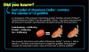didyouknow-massivore_delite-474x280.gif