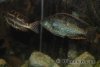 Nimbochromis_Polystigma5.jpg Nimbochromis_Polystigma5.jpg