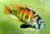 astatotilapia_sp_35_1.jpg