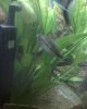 Tanks 040.jpg