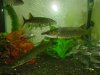 DSC02877.JPG