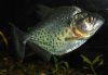 6 Inch Blue Diamond Rhom 02.JPG