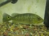 peacock bass 009.jpg