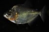 6.5 Inch Black Diamond Rhom 02.JPG
