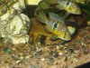 Aquarium 230.jpg