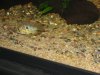 Aquarium 306.jpg