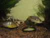 Aquarium 371.jpg