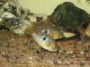 Aquarium 387.jpg