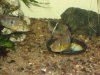 Aquarium 413.jpg