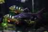 temptank22.JPG temptank22.JPG