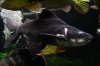 temptank21.JPG temptank21.JPG