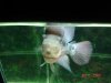 Flowerhorn 001.jpg