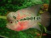 Flowerhorn 040.jpg