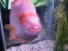 fish 067.JPG