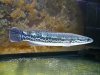 Diplogramma 11 inch 039.jpg