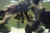 koi19.jpg koi19.jpg