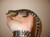 caiman.jpg
