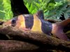 Lazy Loach.JPG