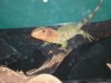 fish 110.jpg