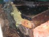 fish 099.jpg