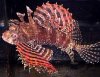 dwarflion.jpg