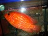 fwflowerhorn1153057654.jpg