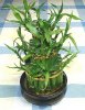 luckybamboo.jpg