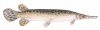 GAR.jpg