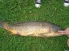 carp2.jpg