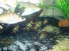 LOACHES1.jpg