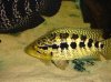 11-25-2007%20Random%20Fish%20Pics%20076.jpg