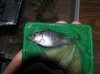 pet fish 192.jpg