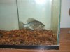 pet fish 164.jpg