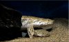 dec15bichir6.jpg