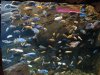 African Cichlids.jpg