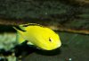 cichlid yellowlab.jpg