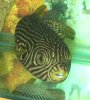 fishstspuffer.jpg