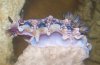 nudibranch.jpg