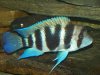 frontosa 7 stripe.jpg