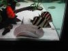 DSCN4590.jpg