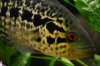 fish 008.jpg