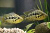 fish 017.jpg
